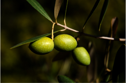 ZEYTİNYAĞI OKURYAZARLIĞI 